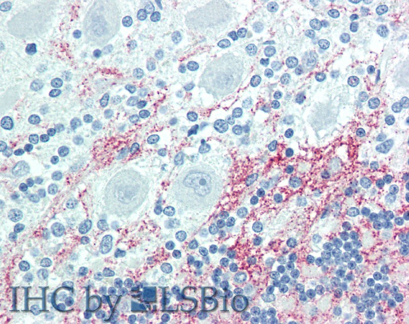 Immunohistochemistry of paraffin-embedded Brain, Cerebellum tissue using GJB6 Polyclonal Antibody at dilution of 1:100.