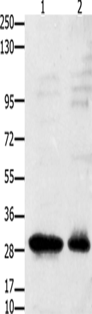 Western Blot analysis of 231 cell and Mouse testis tissue using GNRHR Polyclonal Antibody at dilution of 1:2350