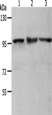 Western Blot analysis of NIH/3T3, Hela and K562 cell using MCM4 Polyclonal Antibody at dilution of 1:700