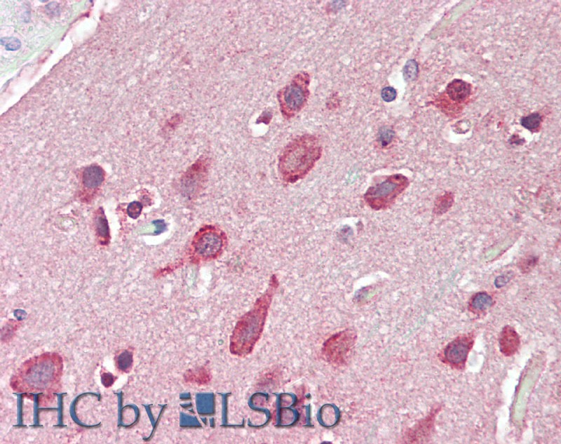 Immunohistochemistry of paraffin-embedded Brain, Cortex tissue using GRIN2C Polyclonal Antibody at dilution of 1:60.