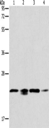 Western Blot analysis of 293T, hela, PC3 and NIH/3T3 cell using PRDX2 Polyclonal Antibody at dilution of 1:750