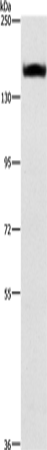 Western Blot analysis of A431 cell using ITGA2 Polyclonal Antibody at dilution of 1:300