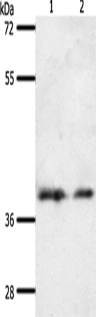 Western Blot analysis of 293T and hela cell using SSTR1 Polyclonal Antibody at dilution of 1:500