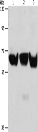 Western Blot analysis of 293T, PC3 and hela cell using ADRA1B Polyclonal Antibody at dilution of 1:500