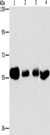 Western Blot analysis of Hela, MCF7, A549 and Lovo cell using API5 Polyclonal Antibody at dilution of 1:500