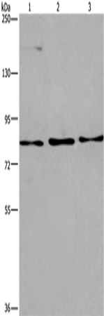 Western Blot analysis of Raji, 293T and PC3 cell using AGO4 Polyclonal Antibody at dilution of 1:450