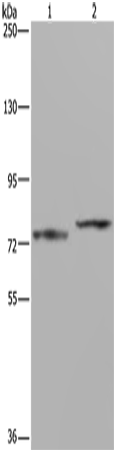 Western Blot analysis of Mouse heart tissue and 231 cell using AATF Polyclonal Antibody at dilution of 1:667