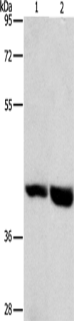 Western Blot analysis of Mouse heart and liver tissue using GPR182 Polyclonal Antibody at dilution of 1:1000