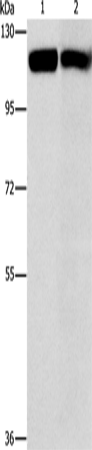 Western Blot analysis of Raji and 231 cell using CBL Polyclonal Antibody at dilution of 1:550