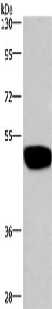 Western Blot analysis of LoVo cell using GABAA Receptor alpha1 Polyclonal Antibody at dilution of 1:300