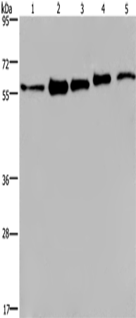 Western Blot analysis of MCF-7, 293T, A549, Hela and HepG2 cell using HNRNP L Polyclonal Antibody at dilution of 1:450
