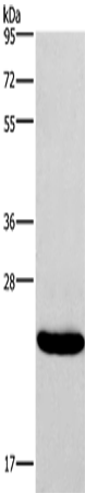 Western Blot analysis of Riji cell using IFNA16 Polyclonal Antibody at dilution of 1:400