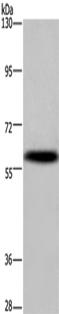 Western Blot analysis of Mouse brain tissue using KCNG4 Polyclonal Antibody at dilution of 1:500