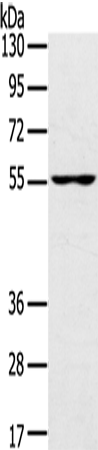 Western Blot analysis of PC3 cell using UBP1 Polyclonal Antibody at dilution of 1:200