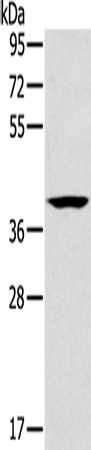 Western Blot analysis of Lovo cell using CAB39 Polyclonal Antibody at dilution of 1:200