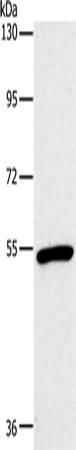 Western Blot analysis of Mouse heart tissue using OXTR Polyclonal Antibody at dilution of 1:866