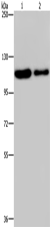 Western Blot analysis of Hela and A172 cell using PDE4A Polyclonal Antibody at dilution of 1:300