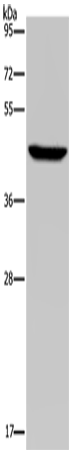 Western Blot analysis of Hela cell using PDSS2 Polyclonal Antibody at dilution of 1:400