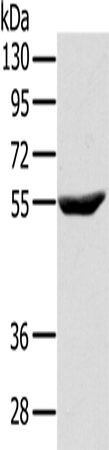 Western Blot analysis of Raji cell using CYTH1 Polyclonal Antibody at dilution of 1:200