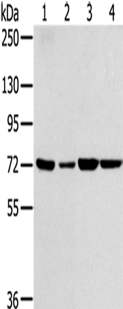 Western Blot analysis of NIH/3T3, A549, 293T and hela cell using SNX2 Polyclonal Antibody at dilution of 1:300