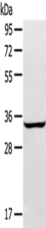 Western Blot analysis of A172 cell using STX2 Polyclonal Antibody at dilution of 1:400