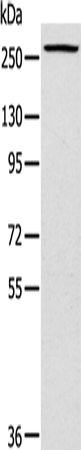 Western Blot analysis of Huvec cell using TLN1 Polyclonal Antibody at dilution of 1:200