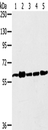 Western Blot analysis of 231, Jurkat, A549, hela and 293T cell using TRIM45 Polyclonal Antibody at dilution of 1:400