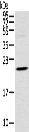 Western Blot analysis of Human fetal brain tissue using TSPAN13 Polyclonal Antibody at dilution of 1:550