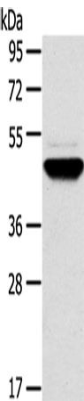 Western Blot analysis of Human fetal brain tissue using TM7SF2 Polyclonal Antibody at dilution of 1:500