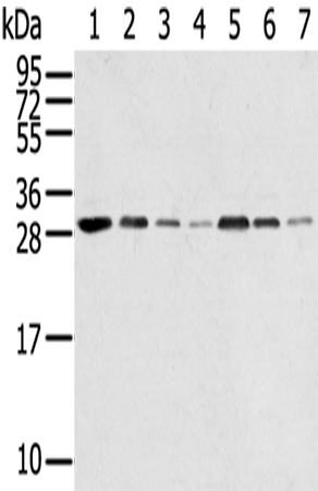 Western Blot analysis of Hela, huvec, HepG2, A549, Jurkat, 231 and A431 cells using RPA2 Polyclonal Antibody at dilution of 1/650