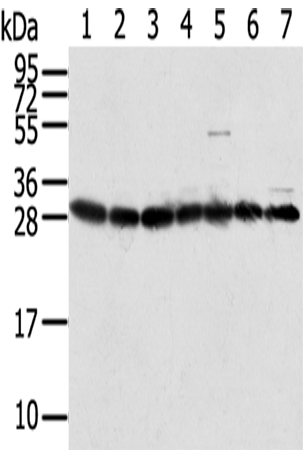 Western Blot analysis of HepG2, Jurkat, Hela, Raji, RAW264.7, A549 and 293T cells using RPS3 Polyclonal Antibody at dilution of 1/350