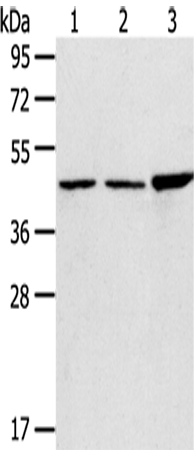 Western Blot analysis of 293T, 231 and Hela cells using PLIN3 Polyclonal Antibody at dilution of 1/800