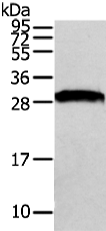 Western Blot analysis of NIH/3T3 cell using VAPA Polyclonal Antibody at dilution of 1/500