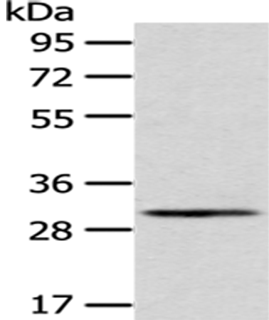 Western Blot analysis of A549 cells using AQP3 Polyclonal Antibody at dilution of 1/200