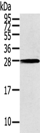 Western Blot analysis of 231 cells using THAP3 Polyclonal Antibody at dilution of 1/200