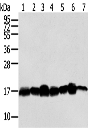 Western Blot analysis of Hela, NIH/3T3, LNCap and 293T cells, Mouse brain tissue, A549 and Jurkat cells  using NME2 Polyclonal Antibody at dilution of 1/300