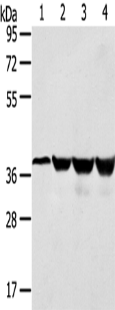 Western Blot analysis of Human normal liver tissue and hepg2 cell, Jurkat and K562 cell using HMOX2 Polyclonal Antibody at dilution of 1:550