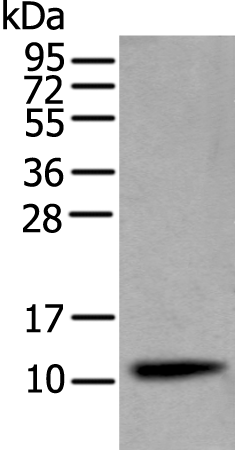 Western Blot analysis of Mouse brain tissue using CST4 Polyclonal Antibody at dilution of 1:1450