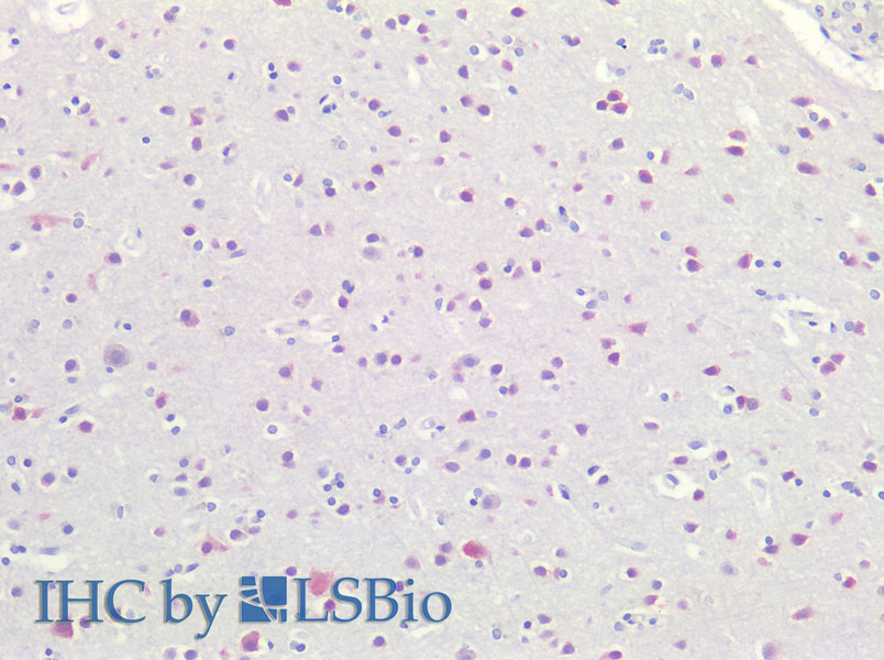 Immunohistochemistry of paraffin-embedded Human Brain using RBFOX3 Polyclonal Antibody at dilution of 1:100.