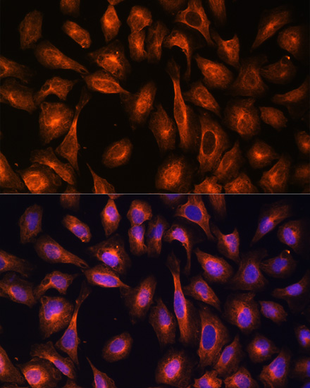 Immunofluorescence analysis of U-2 OS cells using SPTAN1 Polyclonal Antibody at dilution of  1:100. Blue: DAPI for nuclear staining.