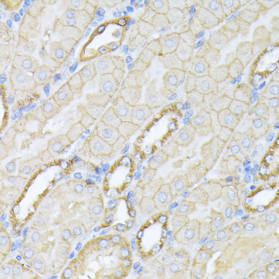 Immunohistochemistry of paraffin-embedded Mouse kidney using SPTAN1 Polyclonal Antibody at dilution of  1:100 (40x lens).