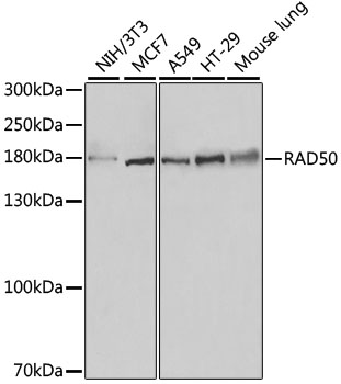 Western blot analysis of extracts of various cell lines using RAD50 Polyclonal Antibody at dilution of 1:500.