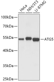 Western blot analysis of extracts of various cell lines using ATG5 Polyclonal Antibody at dilution of 1:1000.