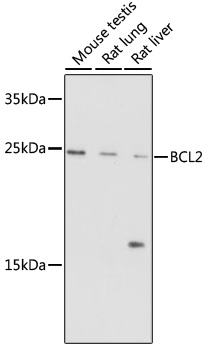 Western blot analysis of extracts of various cells using Bcl-2 Polyclonal Antibody at dilution of 1:1000.