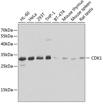 Western blot analysis of extracts of various cell lines using CDK1 Polyclonal Antibody at dilution of 1:1000.