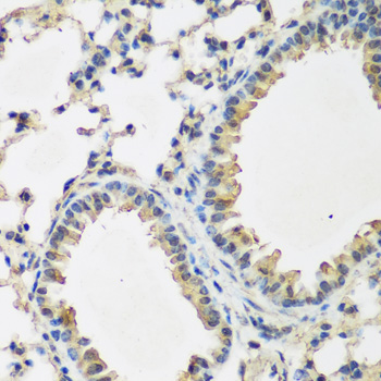 Immunohistochemistry of paraffin-embedded Mouse lung using BMP2 Polyclonal Antibody at dilution of  1:200 (40x lens).