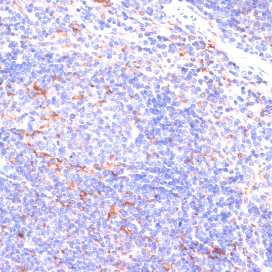 Immunohistochemistry of paraffin-embedded Mouse spleen using IKBKE Polyclonal Antibody at dilution of  1:200 (40x lens).