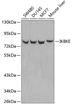 Western blot analysis of extracts of various cell lines using IKBKE Polyclonal Antibody.