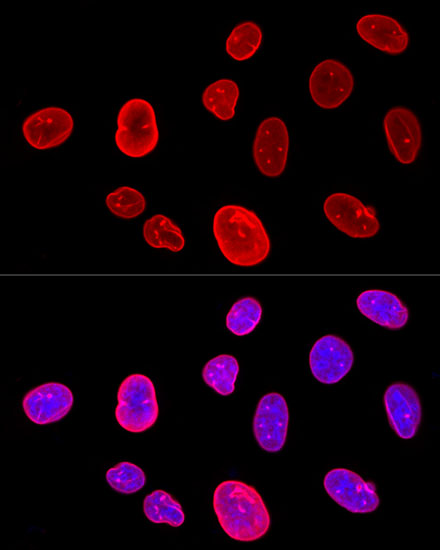 Confocal immunofluorescence analysis of U-2 OS cells using Lamin A/C Polyclonal Antibody at dilution of  1:200. Blue: DAPI for nuclear staining.