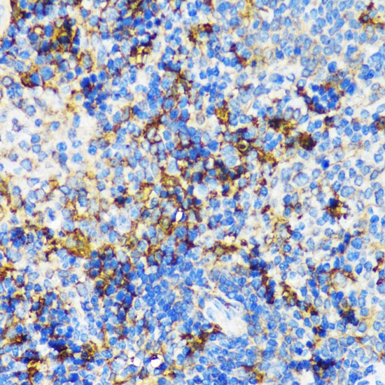 Immunohistochemistry of paraffin-embedded Mouse spleen using PBEF / NAMPT Polyclonal Antibody at dilution of  1:100 (40x lens).